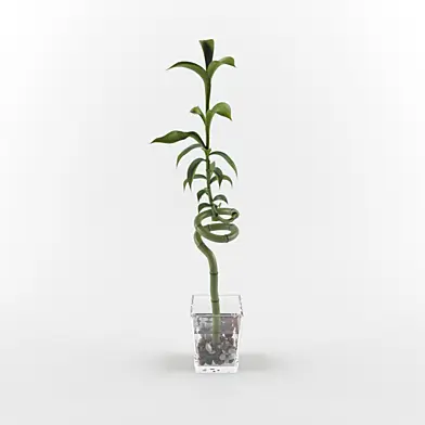 Dracaena sanderiana
