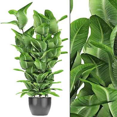 Plant in Pot Flowerpot Exotic Plant