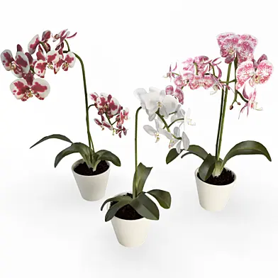 Set of Orchids