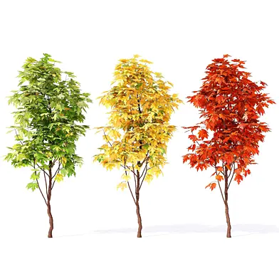 Acer_campestre_02