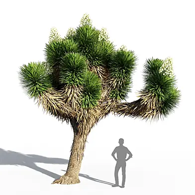 Joshua tree 1