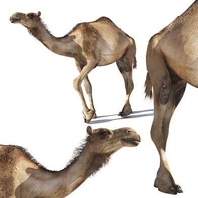 Camel