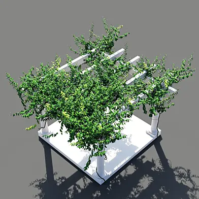 Pergola Trachelospermum jasminoides 2