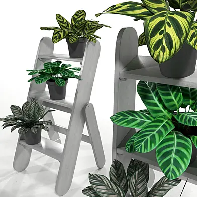 Calathea plants set