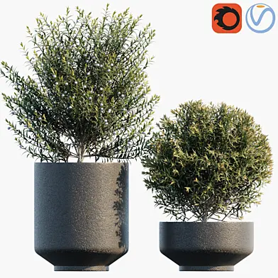 Plant in pots #31