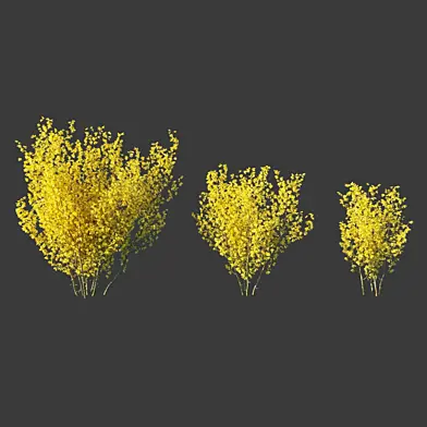 Форзиция средняя/Forsythia intermedia
