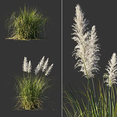 Кортадерия двудомная/Cortaderia selloana