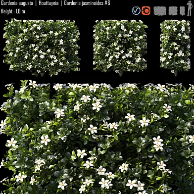 Gardenia augusta | Houttuynia | Gardenia jasminoides #6