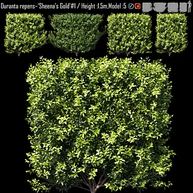 Duranta repens – ‘Sheena’s Gold’- Duranta erect #2