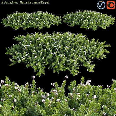 Arctostaphylos | Manzanita Emerald Carpet #2