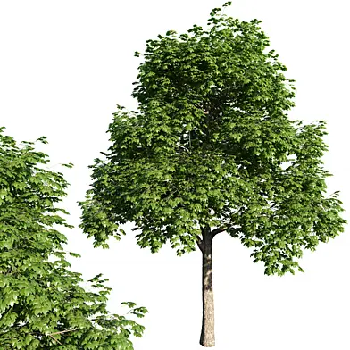 Acer platanoides tree