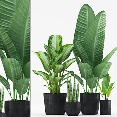 Plants 175