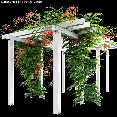 Campsis radicans | Trumpet Creepe