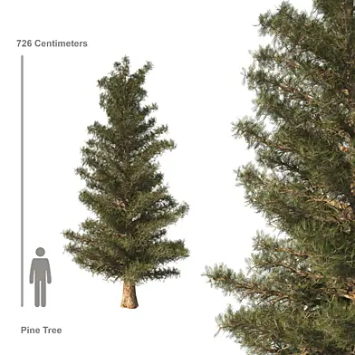 Pine Tree