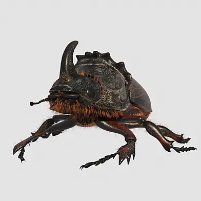 Rhinoceros_beetle.Жук носорог