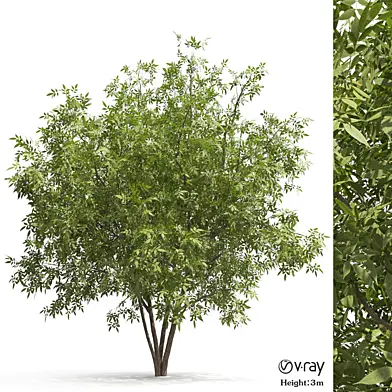 Ash tree