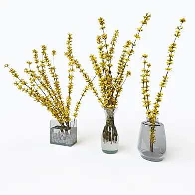 Forsythia