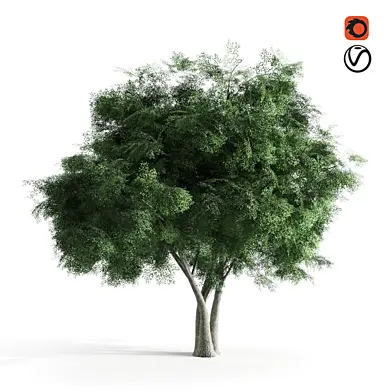 Elm tree