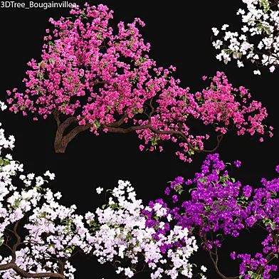 Bougainvillea 07