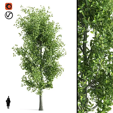 Sorrel tree