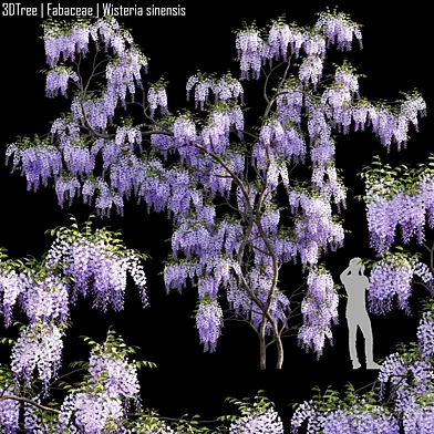 Fabaceae | Wisteria sinensis 07