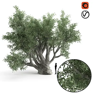 Olive tree