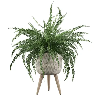 Fern indoor 01