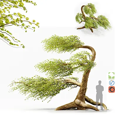 Bonsai No2 Syclamore Tree