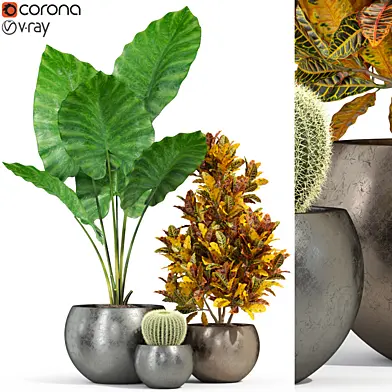 Plants collection 278 Fleurami ROYAL