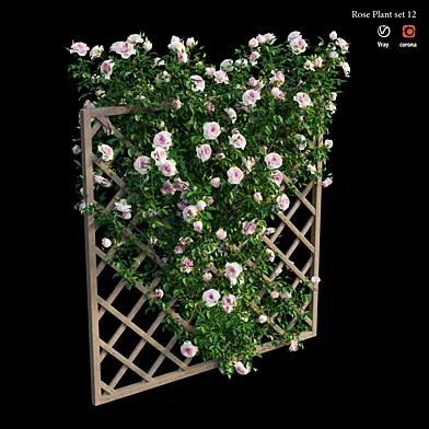 Rose plant set 12