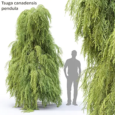 Тсуга канадская повислая | Tsuga canadensis pendula #2