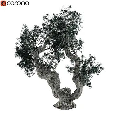 Olive Tree