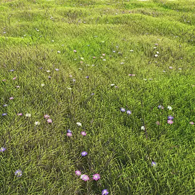 arch_grass 05