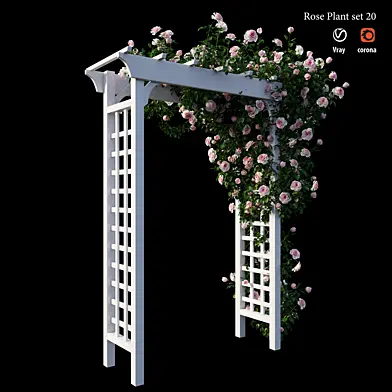Rose plant set 20