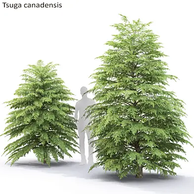 Тсуга канадская | Tsuga canadensis #2