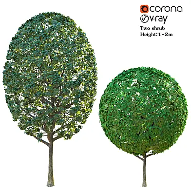 Two shrubs