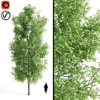 Sorrel tree