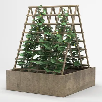 Plant pot cucumber tree