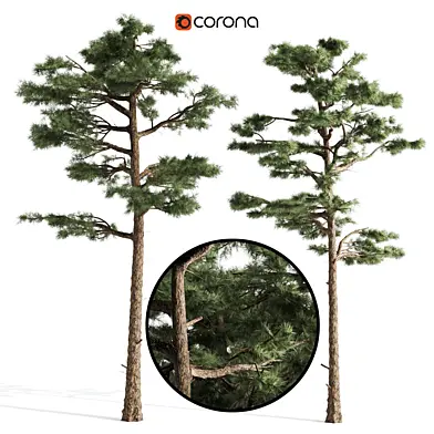 2 pine tree