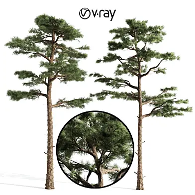 2 Pine Tree