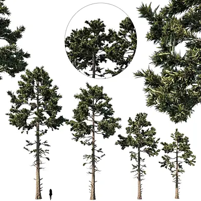 douglas fir set 1