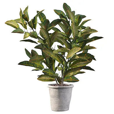 Plants collection 023 - Croton 03