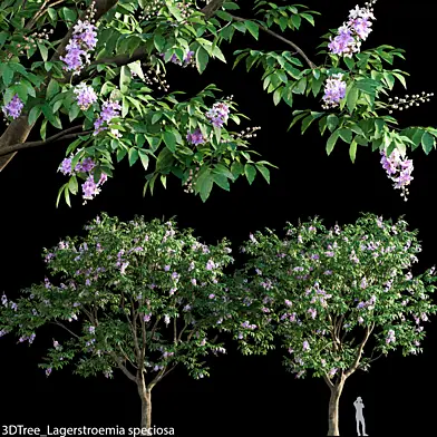 Lagerstroemia speciosa -Giant Crape-myrtle- 01