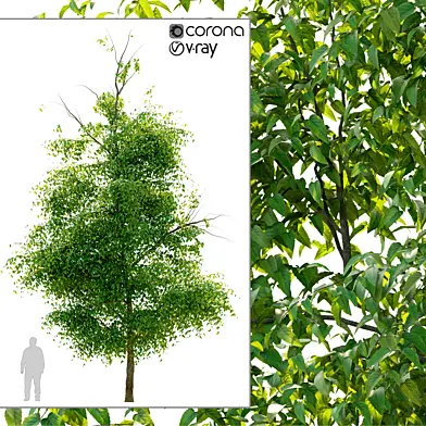Elm tree