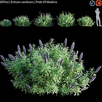 Echium candicans | Pride Of Madeira
