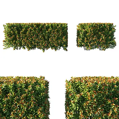 Spiraea japonica bush (hedge)