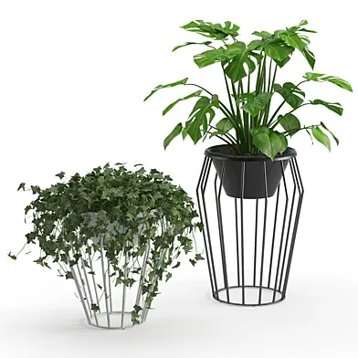 Houseplant 42
