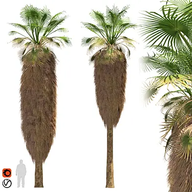 Palm tree