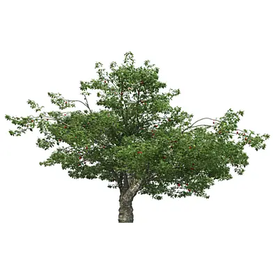 Cherry Tree with Fruits