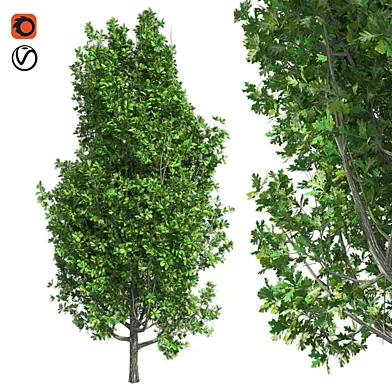 Cypress Oak Tree